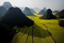 Yunnan Field China 