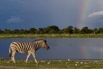 Zebra and rainbow in Namibia 