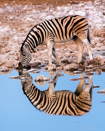 Zebra - Equus quagga by Yaron Schmid 