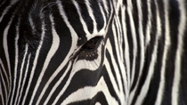 Zebra print   