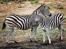 Zebras in Krueger National Park Photo credit to Andre Podbielski