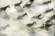 Zebras on the Move 