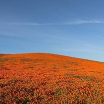 Antelope Valley California Poppy Reserve X 
